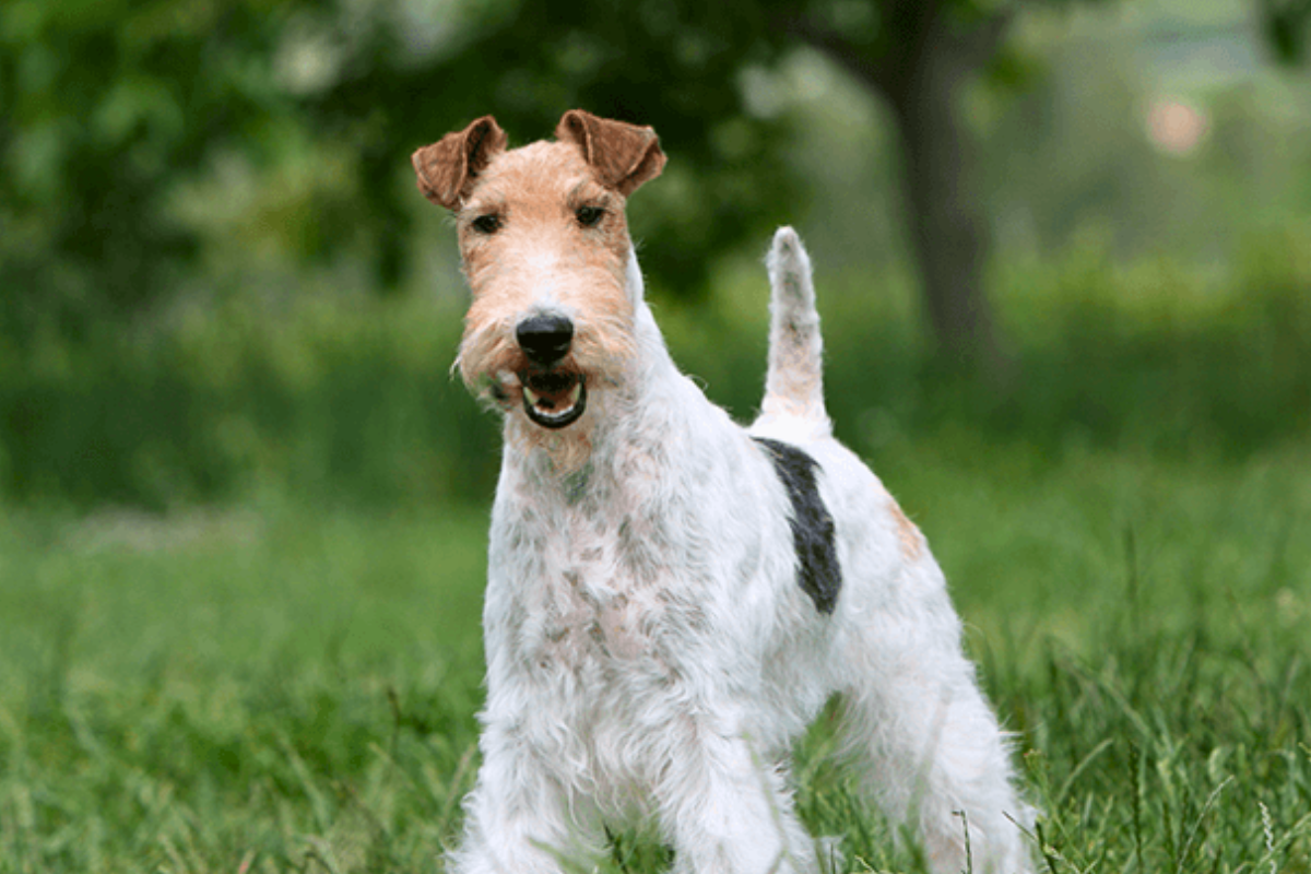 Raça de Cachorro com a Letra F Fox Terrier de Pelo Duro