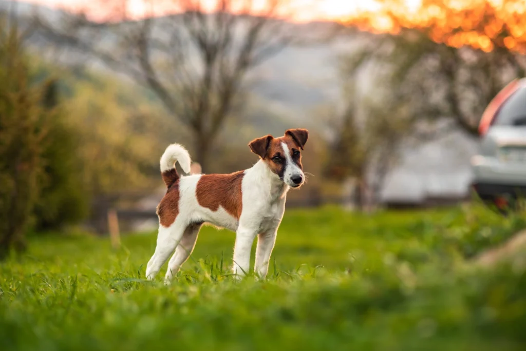 Raça de Cachorro com a Letra F Fox Terrier de Pelo Liso