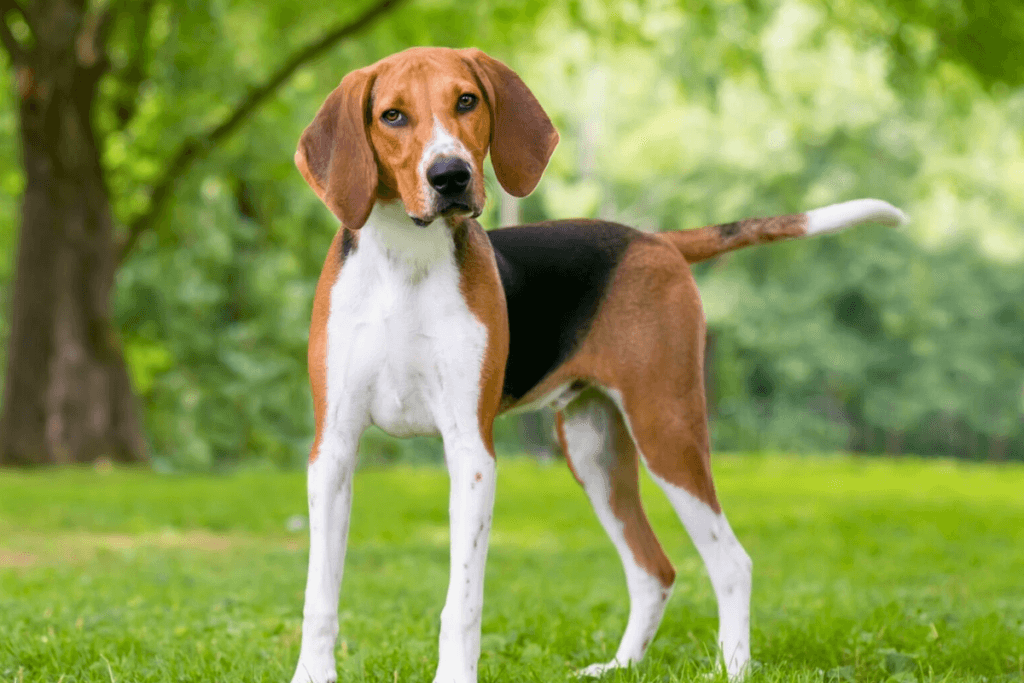 Raça de Cachorro com a Letra F Foxhound Americano