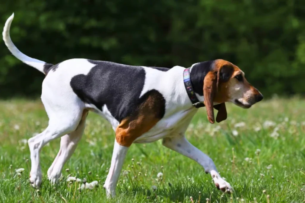 Raça de Cachorro com a Letra F Foxhound Inglês