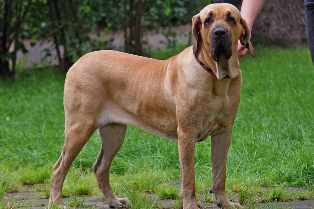 Raça de Cachorro com a Letra F