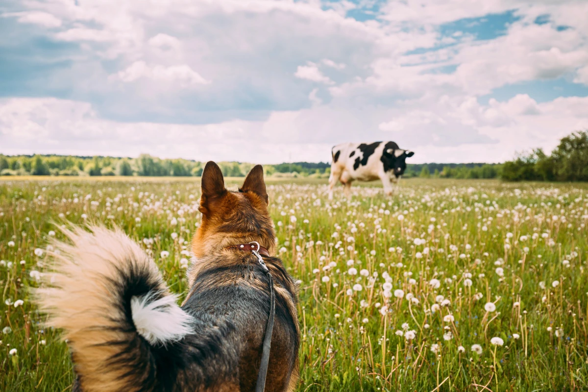 Raça de Cachorro para Fazenda