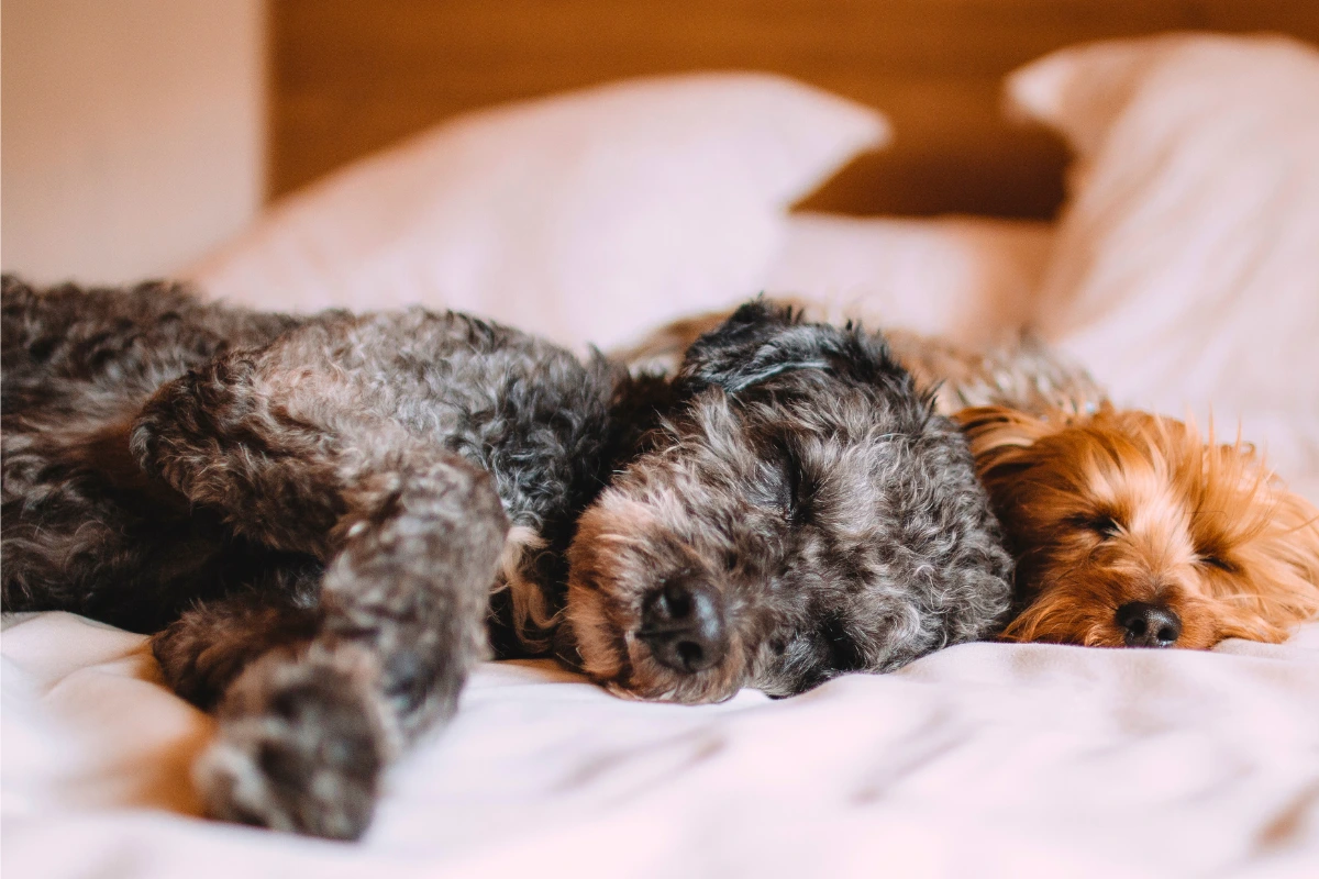 Raça de Cachorro que Dorme muito