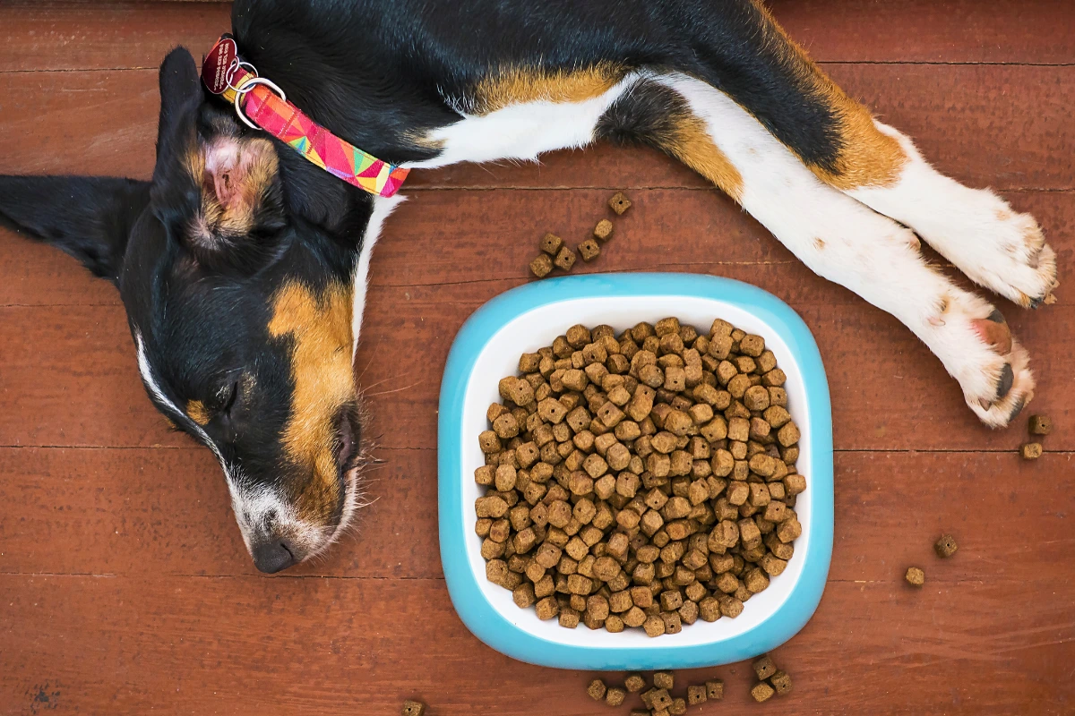 Ração para Cachorro Sênior Macia