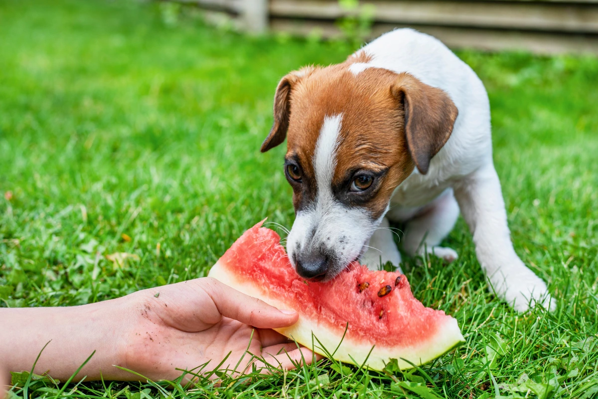Cachorro Pode Comer Casca de Melancia