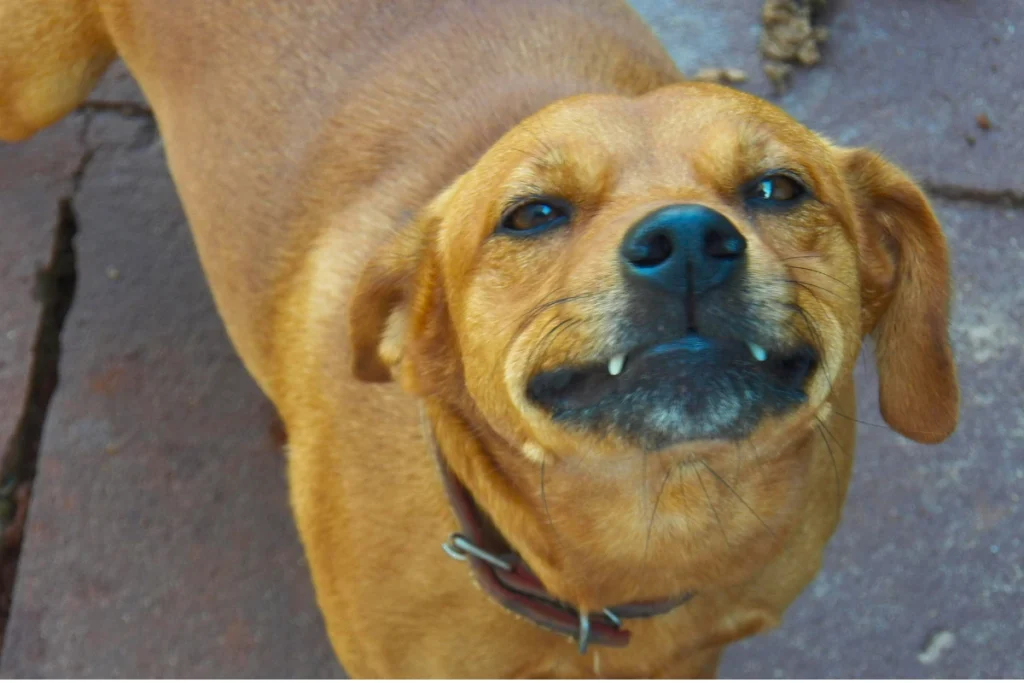 Marcas de Ração para Cachorro mais Barata