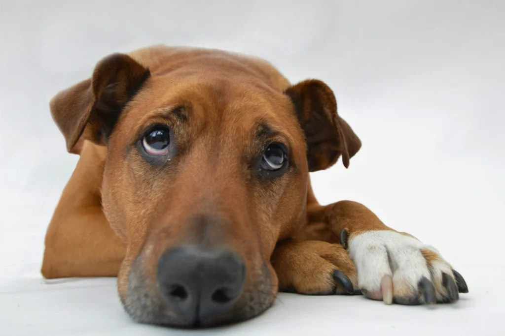 Marcas de Ração para Cachorro mais Barata