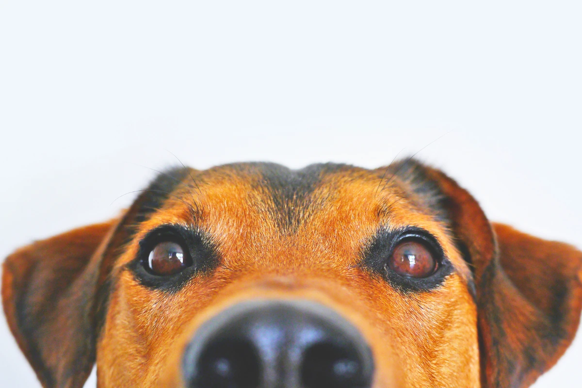 Marcas de Ração para Cachorro mais Barata