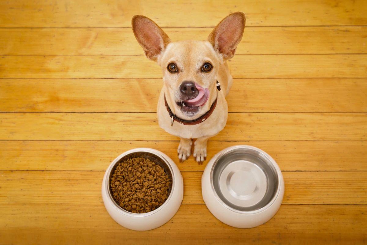 Melhor Ração para Cachorro com Gastrite