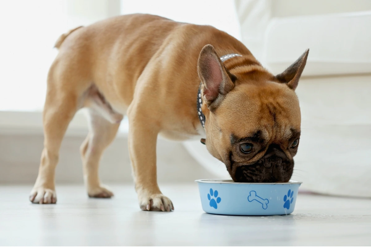 Meu Cachorro Comeu Ração com Larvas o que Fazer