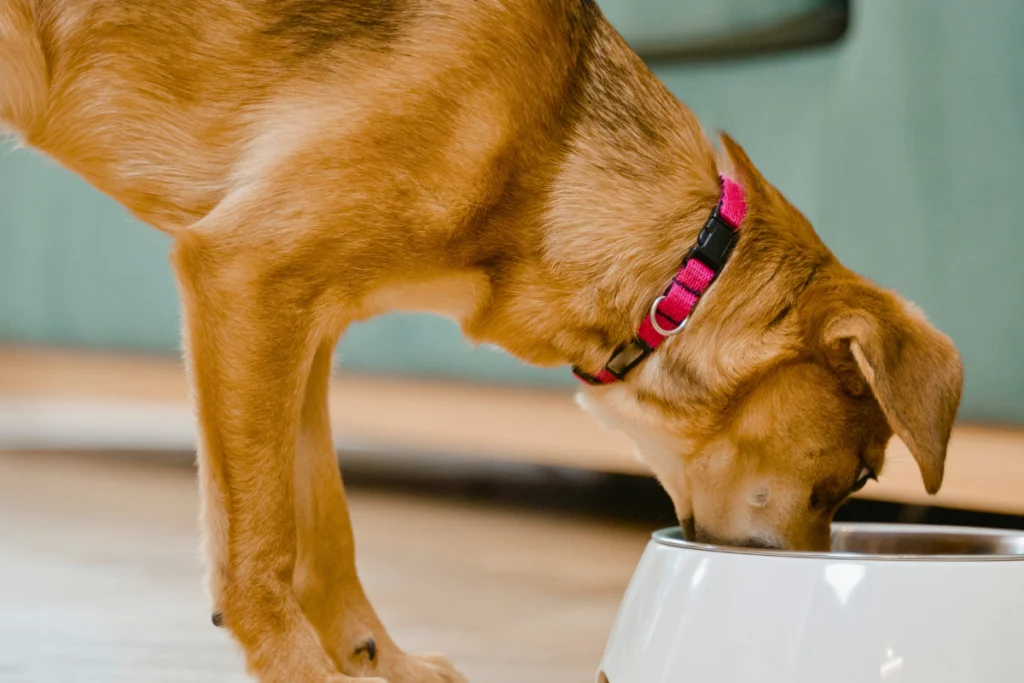 Ração Antialérgica para Cachorro