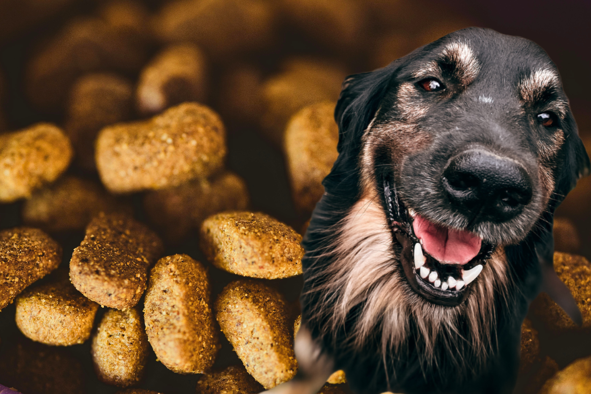 Ração Antialérgica para Cachorro