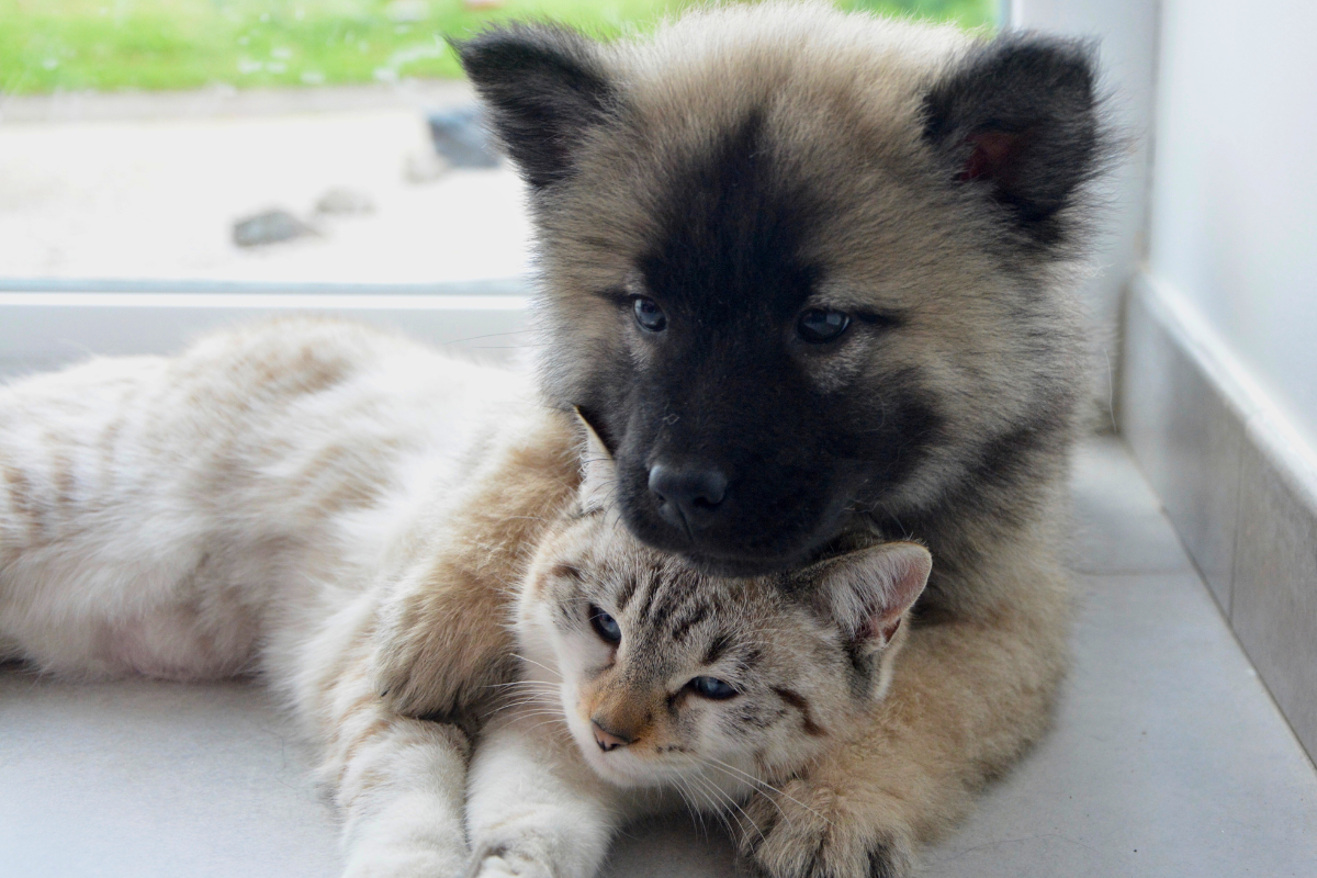 Ração de Cachorro Faz Mal para Gato