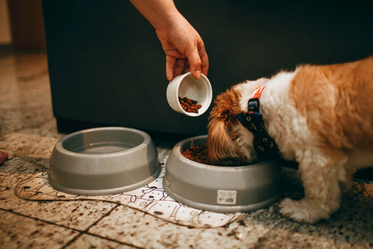 Tipos de Ração para Cachorro