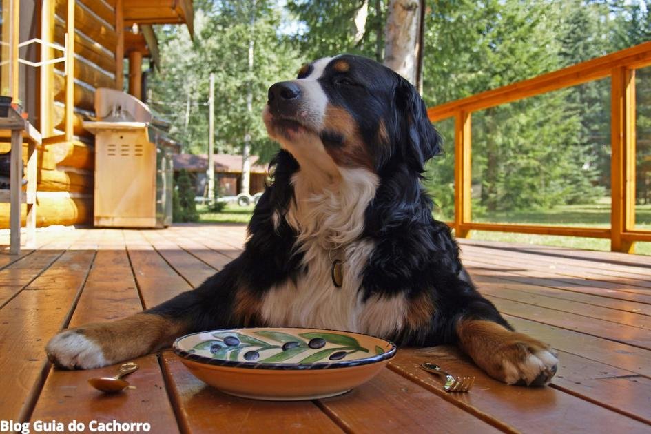 5 hábitos que prejudicam a saúde do seu cão