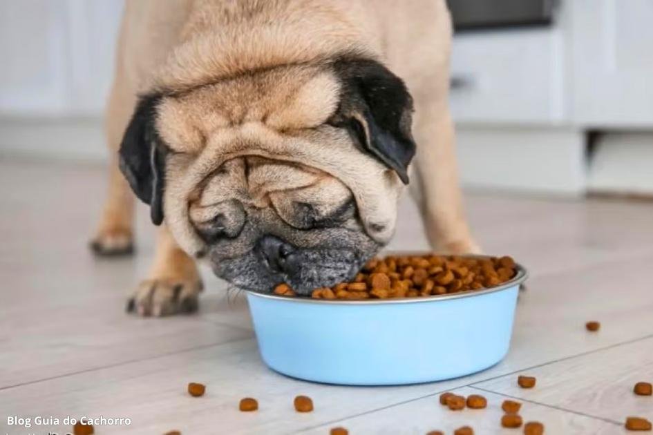 7 erros na alimentação do cachorro