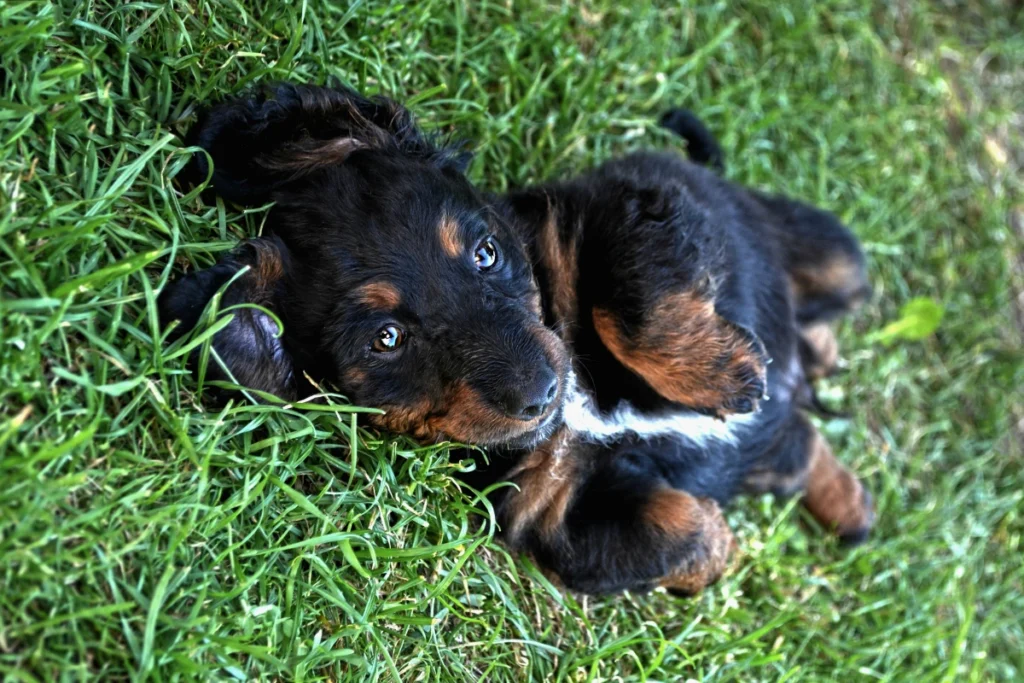 Cachorro Pode Comer Moela de Boi