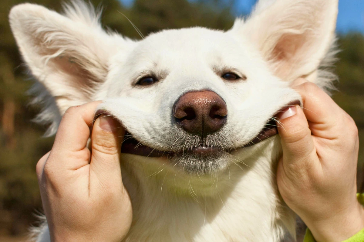 Cachorro Pode Comer Moela de Boi