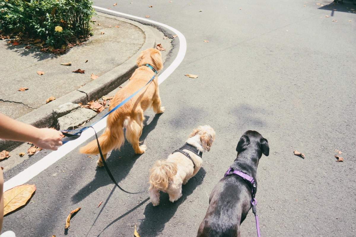 Pulgas e parasitas em cães