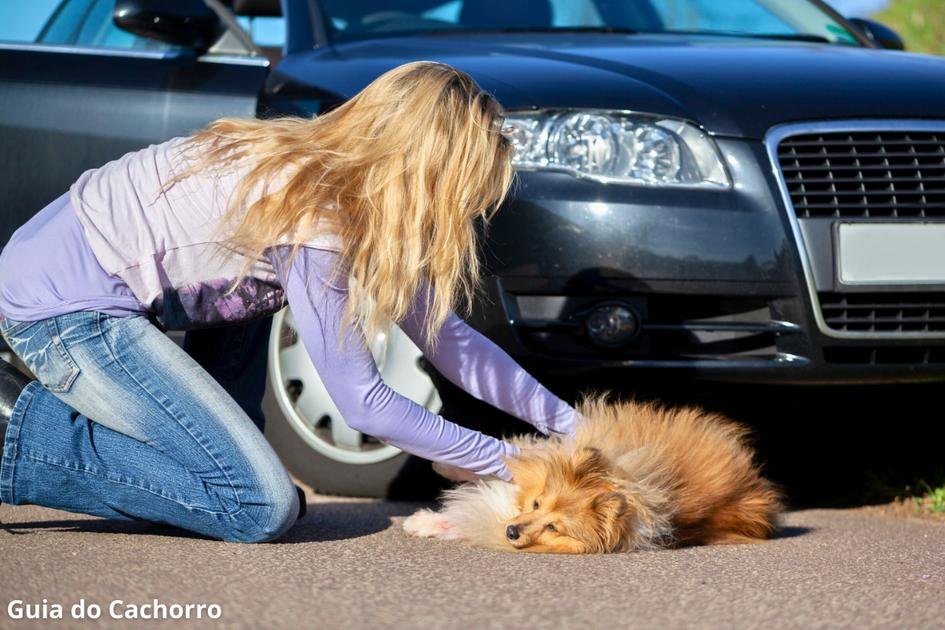 Cachorro atropelado