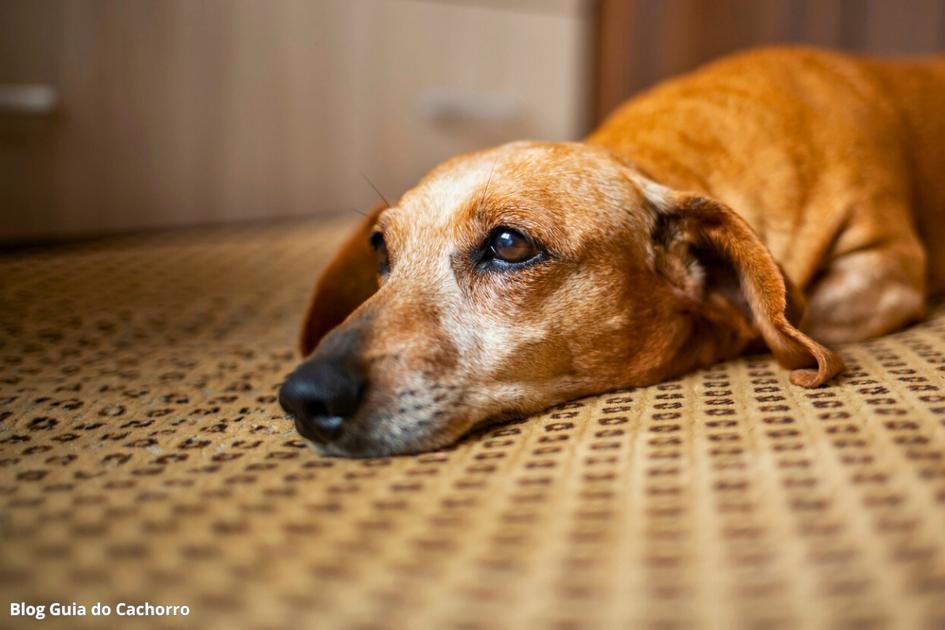 Cachorro com dificuldade para respirar