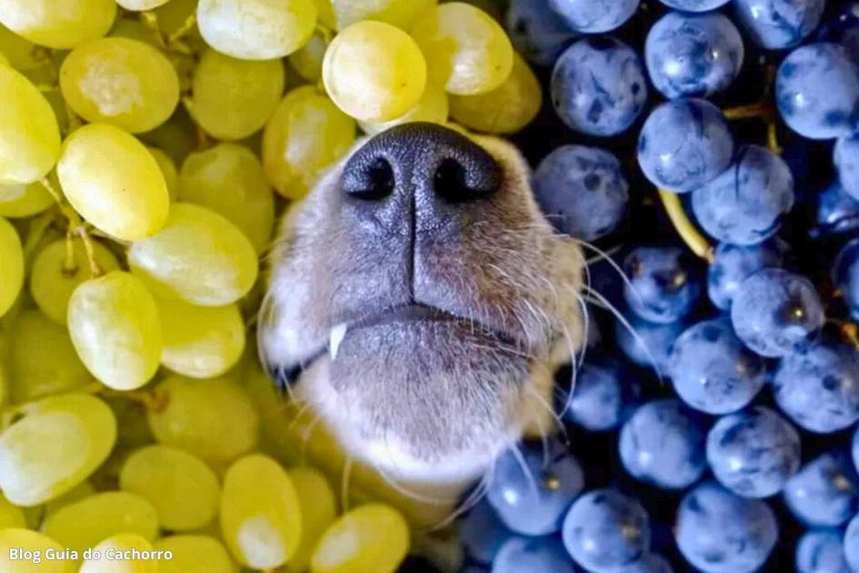 Cachorro comeu uva ou uvas-passas