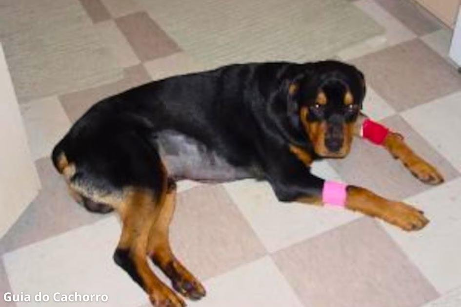 Cachorro sofreu queimadura