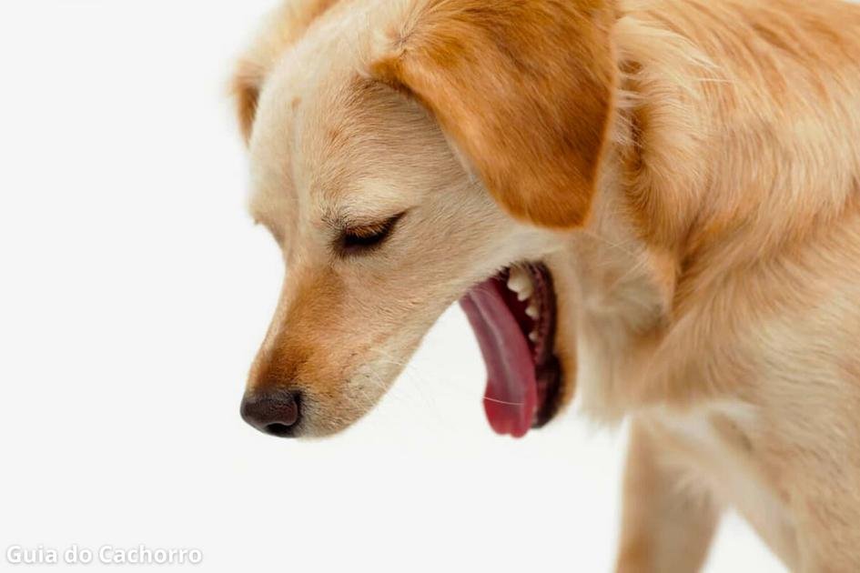 Cachorro vomitando sangue