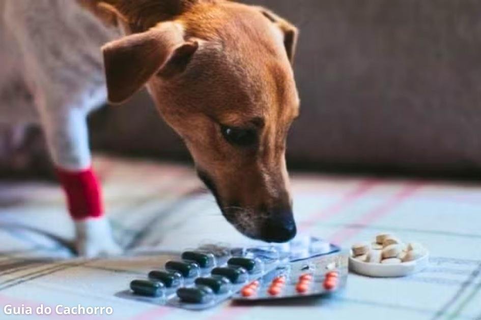 Cão ingeriu remédio humano
