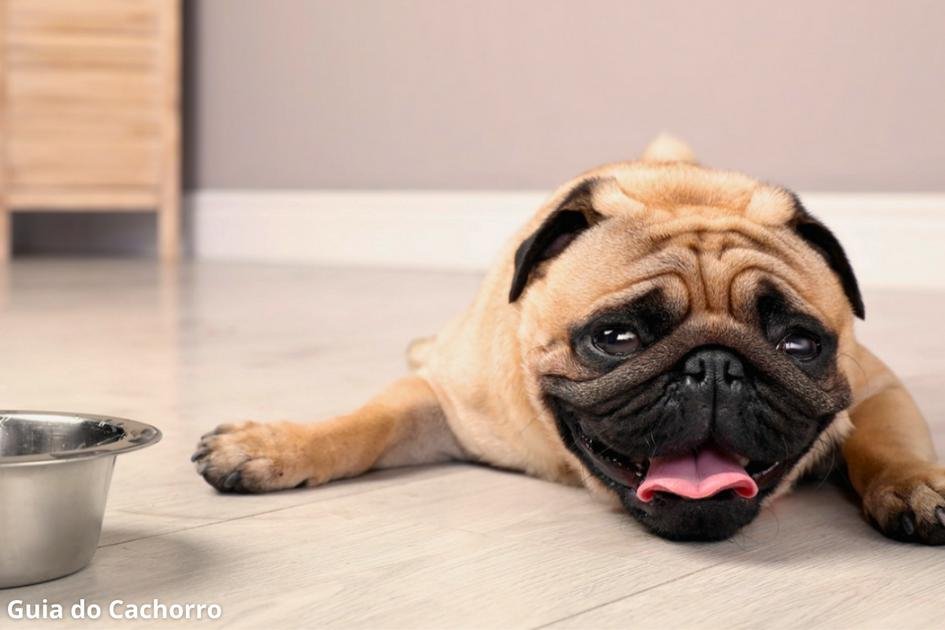 Choque térmico em cães