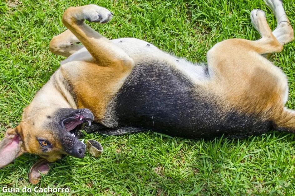 Convulsões em cães