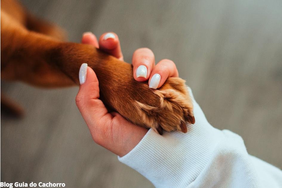 Cortar unhas do cachorro errado