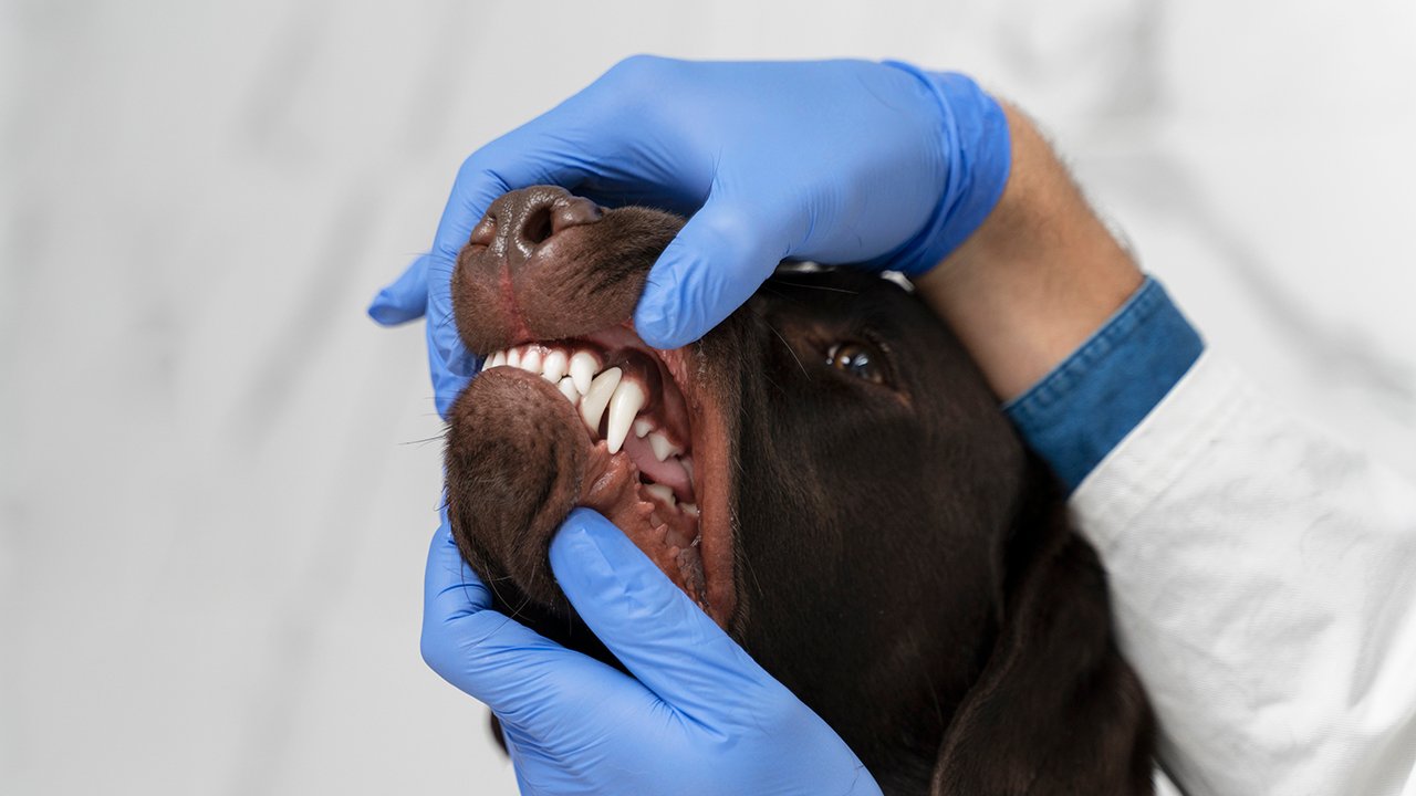 escovação dental em cães