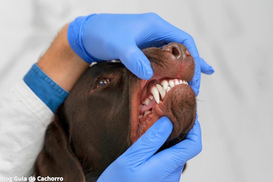 Higiene bucal do cachorro