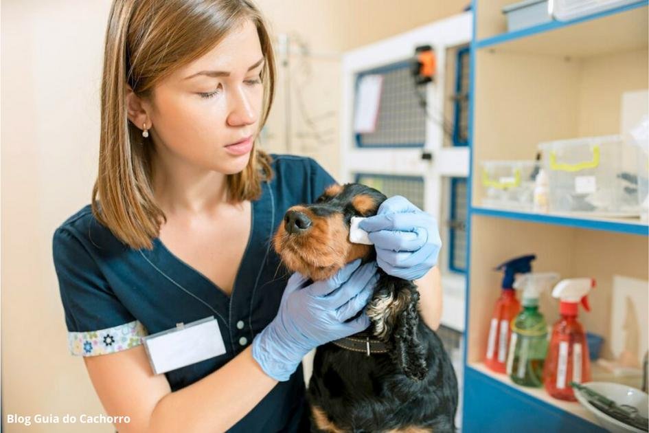 Olho machucado em cachorro