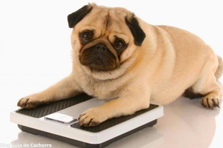 Peso ideal do cachorro