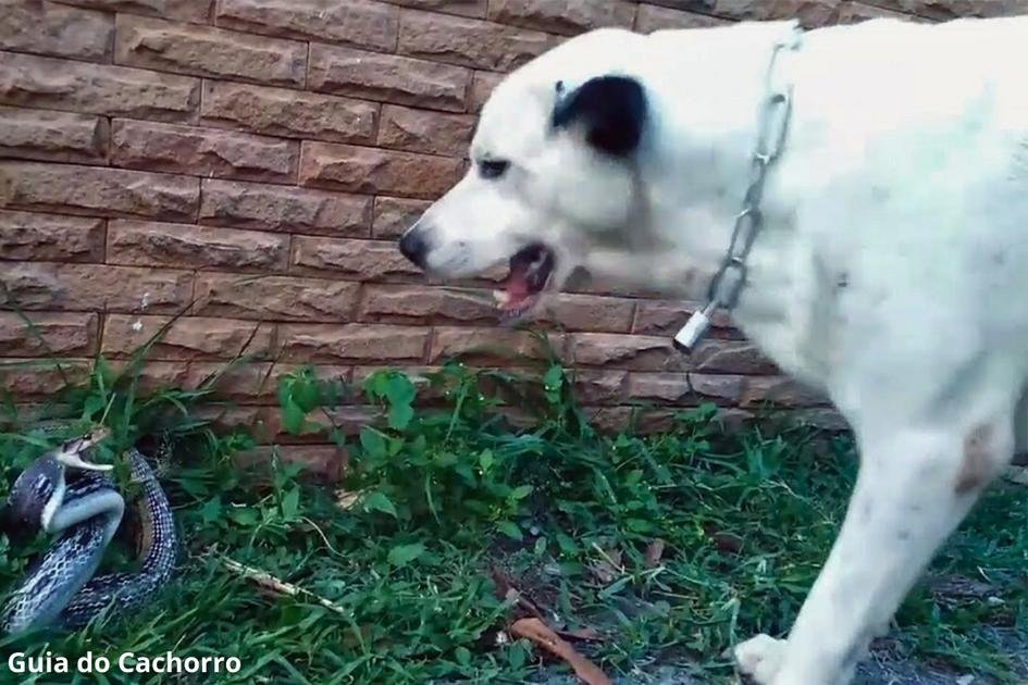 Picada de cobra em cachorro