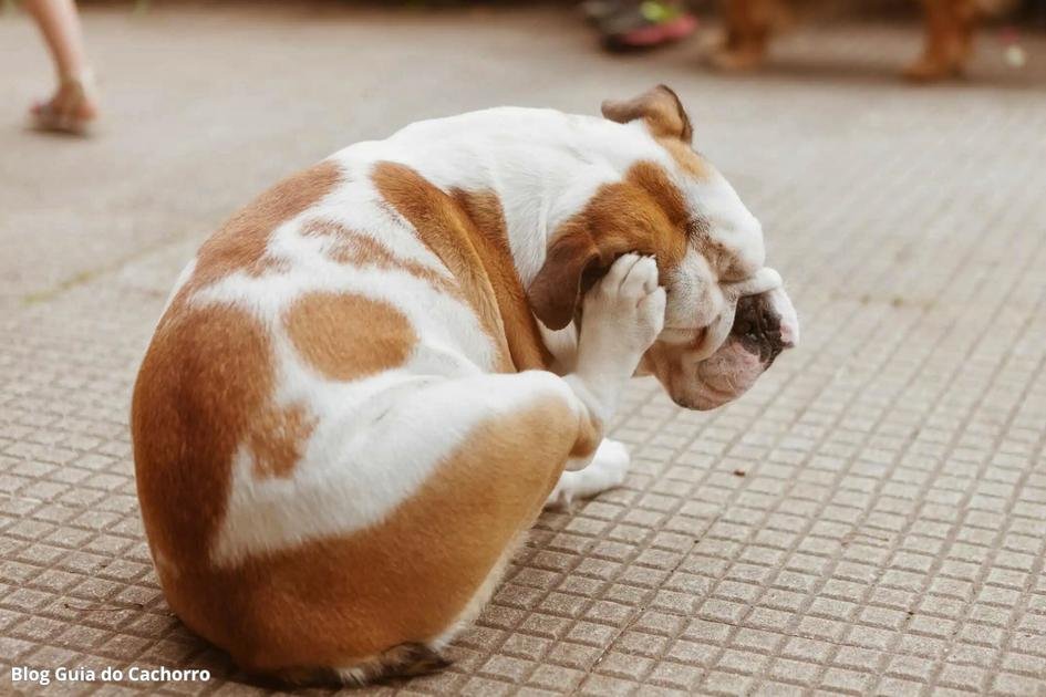 Reação alérgica grave em cães