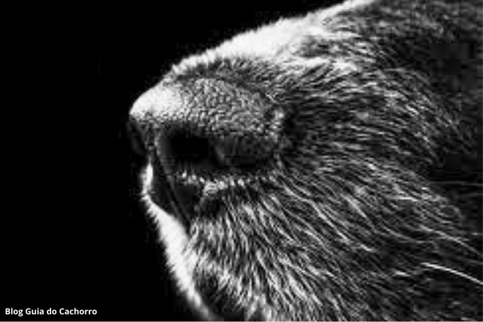 Sangramento nasal em cães