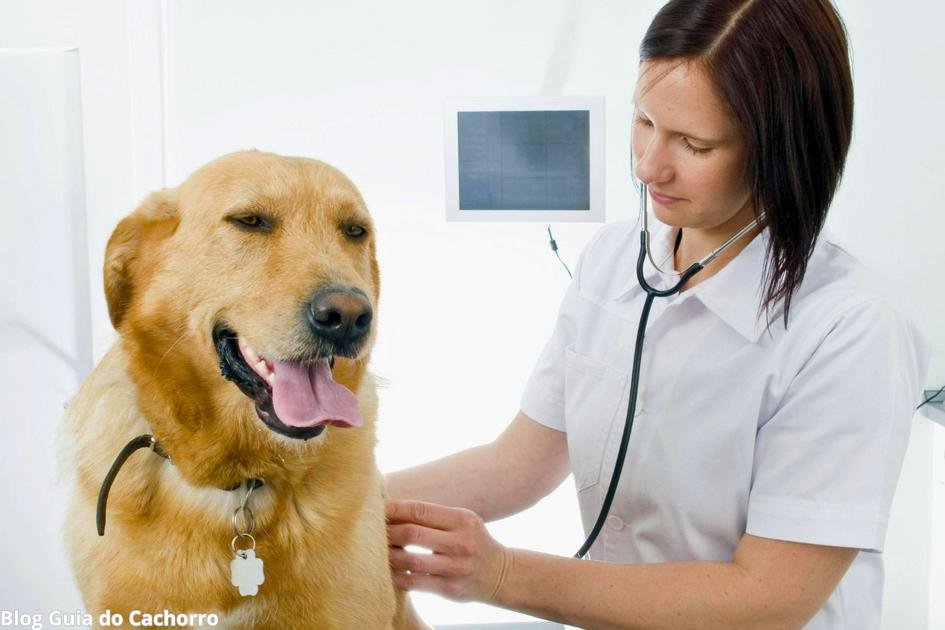 Vacinação atrasada no cachorro