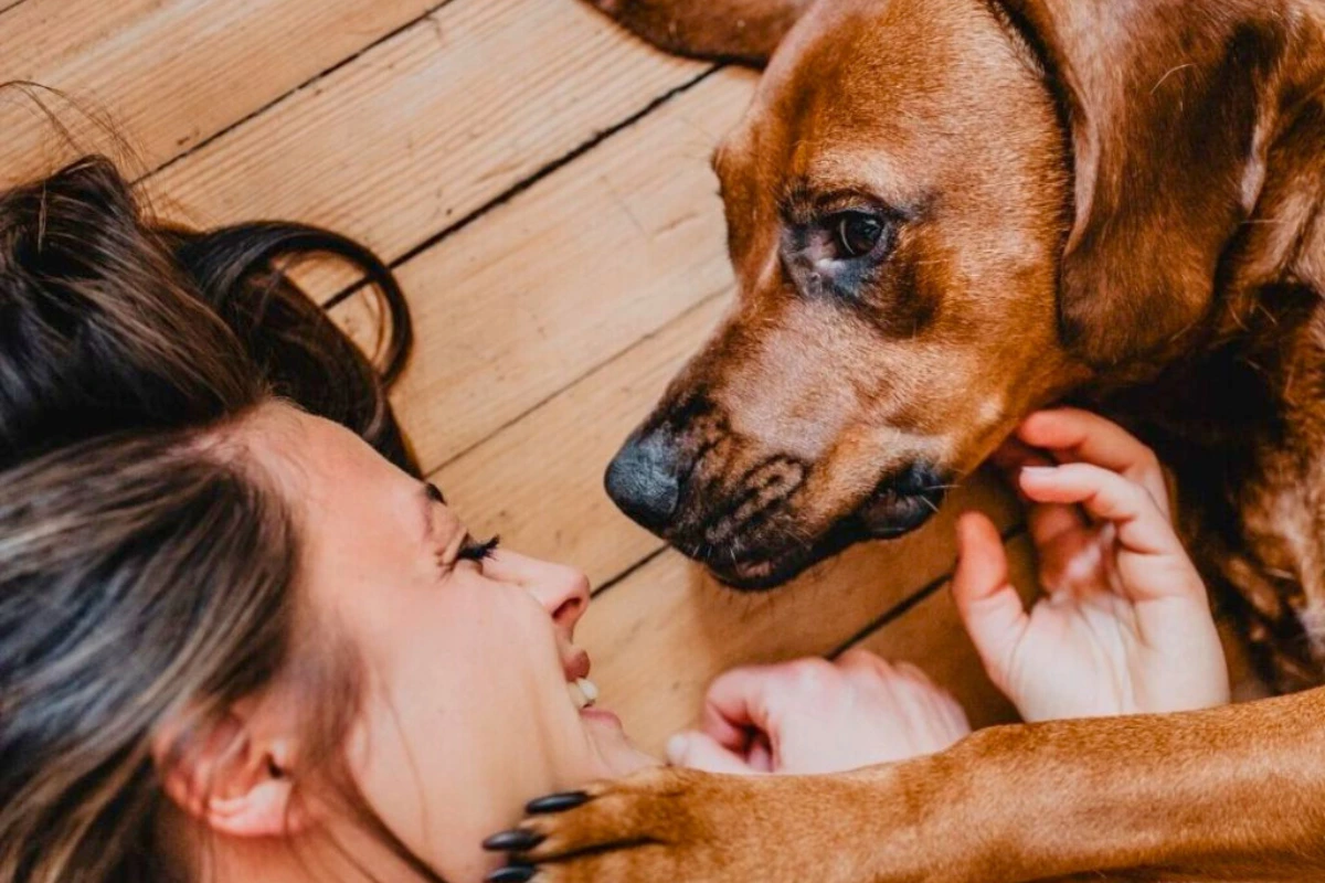 Alergias sazonais em cães
