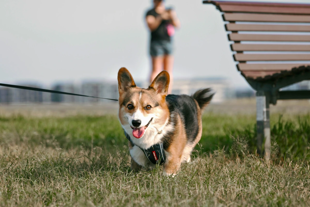 Cachorro comendo lixo na rua