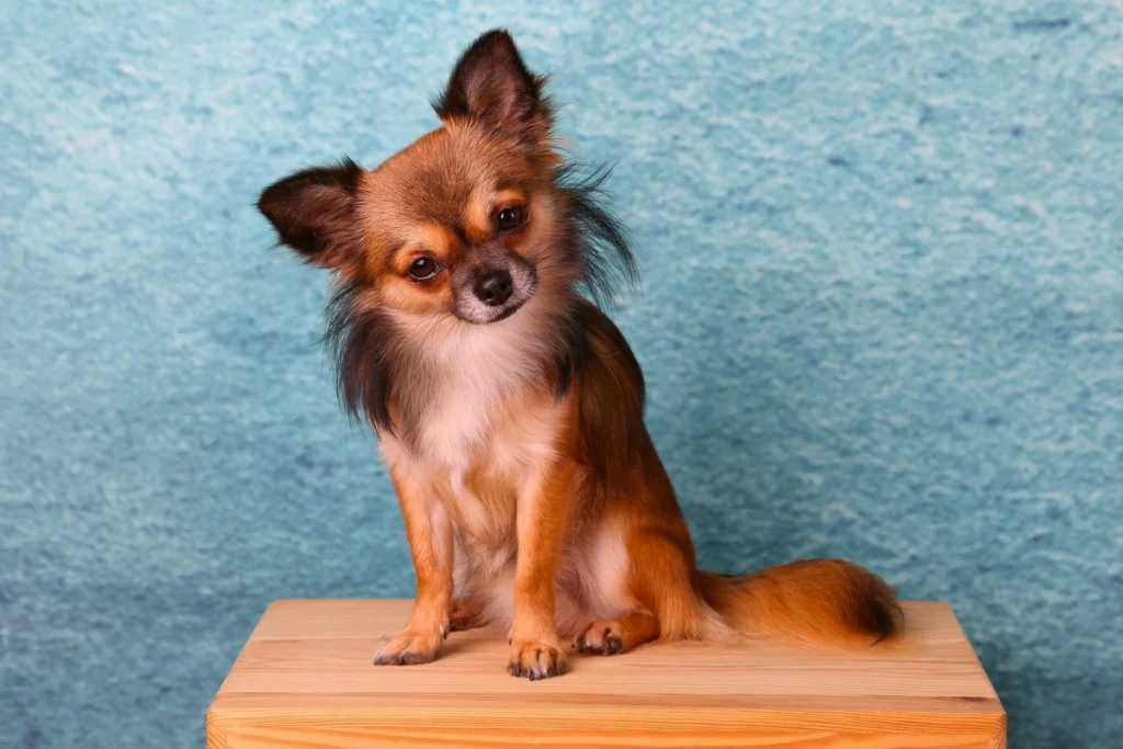 Melhor raça de cachorro para criança