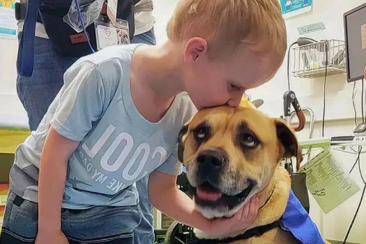 Socialização de cachorro resgatado