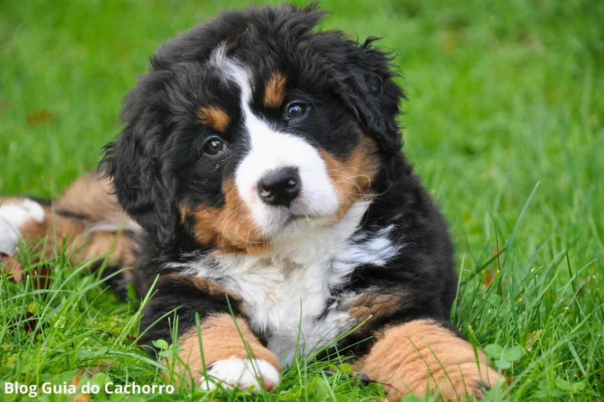 cachorro lambe outro cachorro