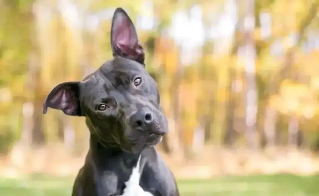 Descubra por que seu cachorro inclina a cabeça sempre que você fala com ele
