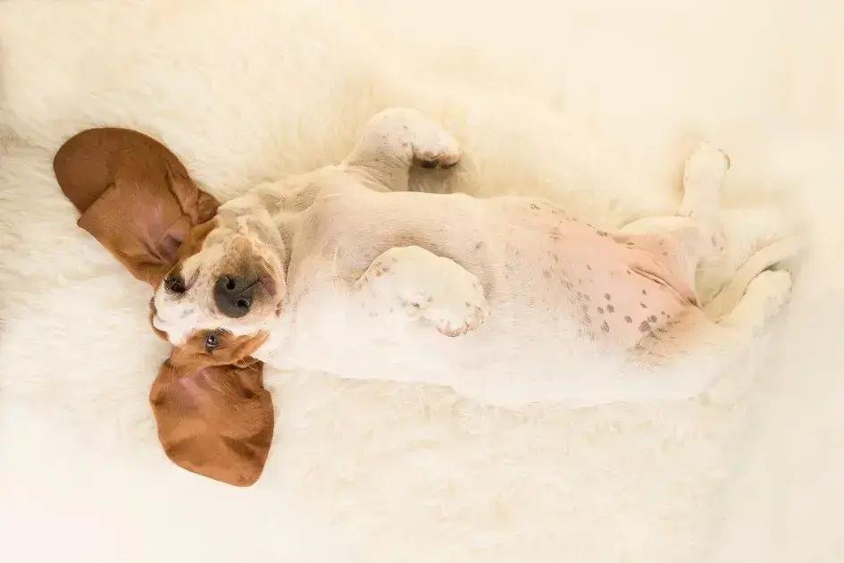 Entenda por que o cachorro deita de barriga para cima e o que ele quer comunicar