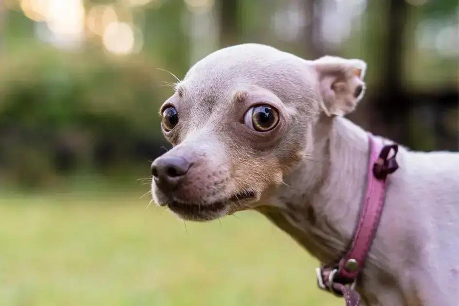 O que seu cachorro quer dizer quando fica te encarando à noite