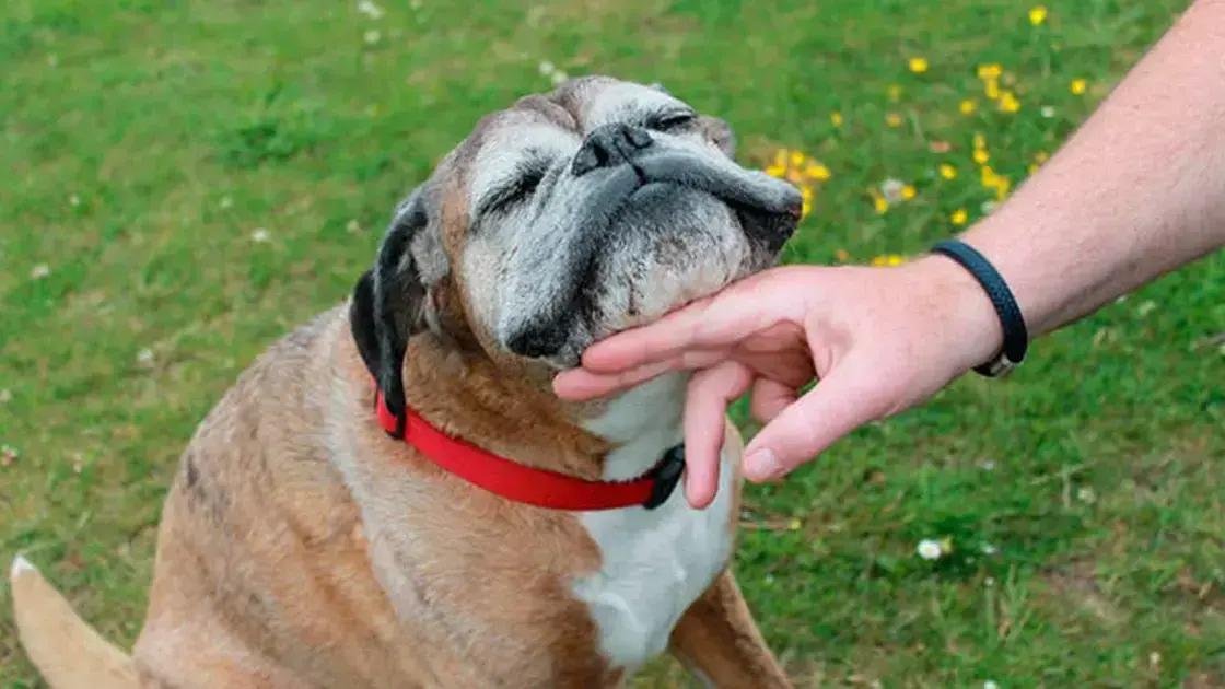 O que significa quando o cachorro coloca o queixo em você e como interpretar