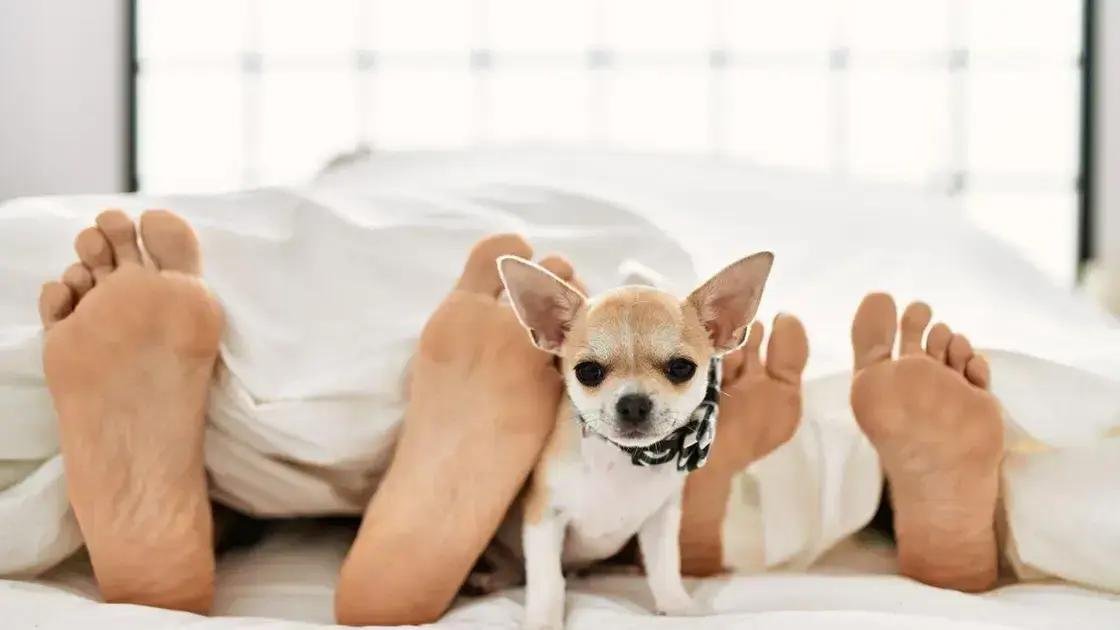 O que significa quando o cachorro deita sobre o seu pé e como interpretar o gesto